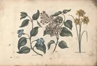 An illustration from The florist, or, An extensive and curious collection of flowers, for the imitation of young ladies, either in drawing or in needle?workby A. Heckle. (1757)