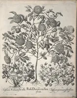 An illustration from Hortus Eystettensis, sive, Diligens et accurata omnium plantarum, florum, stirpium ?ex variis orbis terrae partibus, singulari studio collectarum, quae in celeberrimis viridariis arcem episcopalem ibidem cingentibus, olim conspiciebantur delineatio et ad vivum repraesentatio et advivum repraesentatio opera. (1640)
