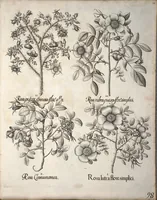 Picture 15 of 68 from Hortus Eystettensis, sive, Diligens et accurata omnium plantarum, florum, stirpium ?ex variis orbis terrae partibus, singulari studio collectarum, quae in celeberrimis viridariis arcem episcopalem ibidem cingentibus, olim conspiciebantur delineatio et ad vivum repraesentatio et advivum repraesentatio opera. (1640), leaf 109