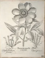 Picture 16 of 68 from Hortus Eystettensis, sive, Diligens et accurata omnium plantarum, florum, stirpium ?ex variis orbis terrae partibus, singulari studio collectarum, quae in celeberrimis viridariis arcem episcopalem ibidem cingentibus, olim conspiciebantur delineatio et ad vivum repraesentatio et advivum repraesentatio opera. (1640), leaf 115