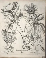 An illustration from Hortus Eystettensis, sive, Diligens et accurata omnium plantarum, florum, stirpium ?ex variis orbis terrae partibus, singulari studio collectarum, quae in celeberrimis viridariis arcem episcopalem ibidem cingentibus, olim conspiciebantur delineatio et ad vivum repraesentatio et advivum repraesentatio opera. (1640)