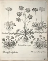 An illustration from Hortus Eystettensis, sive, Diligens et accurata omnium plantarum, florum, stirpium ?ex variis orbis terrae partibus, singulari studio collectarum, quae in celeberrimis viridariis arcem episcopalem ibidem cingentibus, olim conspiciebantur delineatio et ad vivum repraesentatio et advivum repraesentatio opera. (1640)