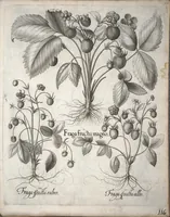 An illustration from Hortus Eystettensis, sive, Diligens et accurata omnium plantarum, florum, stirpium ?ex variis orbis terrae partibus, singulari studio collectarum, quae in celeberrimis viridariis arcem episcopalem ibidem cingentibus, olim conspiciebantur delineatio et ad vivum repraesentatio et advivum repraesentatio opera. (1640)