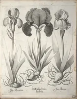 Picture 20 of 68 from Hortus Eystettensis, sive, Diligens et accurata omnium plantarum, florum, stirpium ?ex variis orbis terrae partibus, singulari studio collectarum, quae in celeberrimis viridariis arcem episcopalem ibidem cingentibus, olim conspiciebantur delineatio et ad vivum repraesentatio et advivum repraesentatio opera. (1640), leaf 131