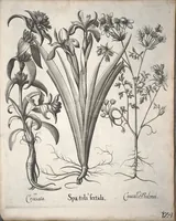 Picture 21 of 68 from Hortus Eystettensis, sive, Diligens et accurata omnium plantarum, florum, stirpium ?ex variis orbis terrae partibus, singulari studio collectarum, quae in celeberrimis viridariis arcem episcopalem ibidem cingentibus, olim conspiciebantur delineatio et ad vivum repraesentatio et advivum repraesentatio opera. (1640), leaf 135