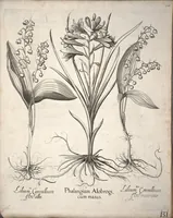 Picture 22 of 68 from Hortus Eystettensis, sive, Diligens et accurata omnium plantarum, florum, stirpium ?ex variis orbis terrae partibus, singulari studio collectarum, quae in celeberrimis viridariis arcem episcopalem ibidem cingentibus, olim conspiciebantur delineatio et ad vivum repraesentatio et advivum repraesentatio opera. (1640), leaf 142