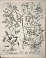 An illustration from Hortus Eystettensis, sive, Diligens et accurata omnium plantarum, florum, stirpium ?ex variis orbis terrae partibus, singulari studio collectarum, quae in celeberrimis viridariis arcem episcopalem ibidem cingentibus, olim conspiciebantur delineatio et ad vivum repraesentatio et advivum repraesentatio opera. (1640)