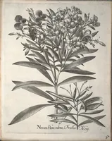 An illustration from Hortus Eystettensis, sive, Diligens et accurata omnium plantarum, florum, stirpium ?ex variis orbis terrae partibus, singulari studio collectarum, quae in celeberrimis viridariis arcem episcopalem ibidem cingentibus, olim conspiciebantur delineatio et ad vivum repraesentatio et advivum repraesentatio opera. (1640)