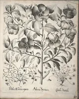 An illustration from Hortus Eystettensis, sive, Diligens et accurata omnium plantarum, florum, stirpium ?ex variis orbis terrae partibus, singulari studio collectarum, quae in celeberrimis viridariis arcem episcopalem ibidem cingentibus, olim conspiciebantur delineatio et ad vivum repraesentatio et advivum repraesentatio opera. (1640)