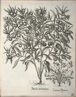 Picture 26 of 68 from Hortus Eystettensis, sive, Diligens et accurata omnium plantarum, florum, stirpium ?ex variis orbis terrae partibus, singulari studio collectarum, quae in celeberrimis viridariis arcem episcopalem ibidem cingentibus, olim conspiciebantur delineatio et ad vivum repraesentatio et advivum repraesentatio opera. (1640), leaf 166
