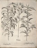 An illustration from Hortus Eystettensis, sive, Diligens et accurata omnium plantarum, florum, stirpium ?ex variis orbis terrae partibus, singulari studio collectarum, quae in celeberrimis viridariis arcem episcopalem ibidem cingentibus, olim conspiciebantur delineatio et ad vivum repraesentatio et advivum repraesentatio opera. (1640)