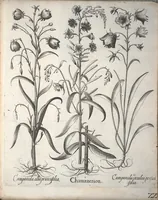 An illustration from Hortus Eystettensis, sive, Diligens et accurata omnium plantarum, florum, stirpium ?ex variis orbis terrae partibus, singulari studio collectarum, quae in celeberrimis viridariis arcem episcopalem ibidem cingentibus, olim conspiciebantur delineatio et ad vivum repraesentatio et advivum repraesentatio opera. (1640)