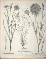 An illustration from Hortus Eystettensis, sive, Diligens et accurata omnium plantarum, florum, stirpium ?ex variis orbis terrae partibus, singulari studio collectarum, quae in celeberrimis viridariis arcem episcopalem ibidem cingentibus, olim conspiciebantur delineatio et ad vivum repraesentatio et advivum repraesentatio opera. (1640)