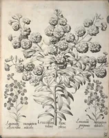 An illustration from Hortus Eystettensis, sive, Diligens et accurata omnium plantarum, florum, stirpium ?ex variis orbis terrae partibus, singulari studio collectarum, quae in celeberrimis viridariis arcem episcopalem ibidem cingentibus, olim conspiciebantur delineatio et ad vivum repraesentatio et advivum repraesentatio opera. (1640)