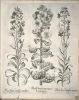 An illustration from Hortus Eystettensis, sive, Diligens et accurata omnium plantarum, florum, stirpium ?ex variis orbis terrae partibus, singulari studio collectarum, quae in celeberrimis viridariis arcem episcopalem ibidem cingentibus, olim conspiciebantur delineatio et ad vivum repraesentatio et advivum repraesentatio opera. (1640)
