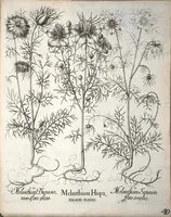 Picture 31 of 68 from Hortus Eystettensis, sive, Diligens et accurata omnium plantarum, florum, stirpium ?ex variis orbis terrae partibus, singulari studio collectarum, quae in celeberrimis viridariis arcem episcopalem ibidem cingentibus, olim conspiciebantur delineatio et ad vivum repraesentatio et advivum repraesentatio opera. (1640), leaf 192