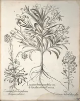 An illustration from Hortus Eystettensis, sive, Diligens et accurata omnium plantarum, florum, stirpium ?ex variis orbis terrae partibus, singulari studio collectarum, quae in celeberrimis viridariis arcem episcopalem ibidem cingentibus, olim conspiciebantur delineatio et ad vivum repraesentatio et advivum repraesentatio opera. (1640)