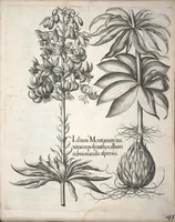 Picture 33 of 68 from Hortus Eystettensis, sive, Diligens et accurata omnium plantarum, florum, stirpium ?ex variis orbis terrae partibus, singulari studio collectarum, quae in celeberrimis viridariis arcem episcopalem ibidem cingentibus, olim conspiciebantur delineatio et ad vivum repraesentatio et advivum repraesentatio opera. (1640), leaf 201