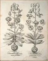 An illustration from Hortus Eystettensis, sive, Diligens et accurata omnium plantarum, florum, stirpium ?ex variis orbis terrae partibus, singulari studio collectarum, quae in celeberrimis viridariis arcem episcopalem ibidem cingentibus, olim conspiciebantur delineatio et ad vivum repraesentatio et advivum repraesentatio opera. (1640)