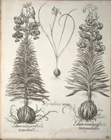 An illustration from Hortus Eystettensis, sive, Diligens et accurata omnium plantarum, florum, stirpium ?ex variis orbis terrae partibus, singulari studio collectarum, quae in celeberrimis viridariis arcem episcopalem ibidem cingentibus, olim conspiciebantur delineatio et ad vivum repraesentatio et advivum repraesentatio opera. (1640)