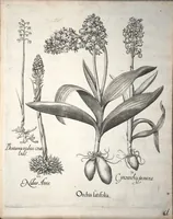 An illustration from Hortus Eystettensis, sive, Diligens et accurata omnium plantarum, florum, stirpium ?ex variis orbis terrae partibus, singulari studio collectarum, quae in celeberrimis viridariis arcem episcopalem ibidem cingentibus, olim conspiciebantur delineatio et ad vivum repraesentatio et advivum repraesentatio opera. (1640)