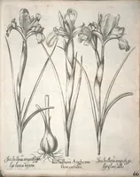 An illustration from Hortus Eystettensis, sive, Diligens et accurata omnium plantarum, florum, stirpium ?ex variis orbis terrae partibus, singulari studio collectarum, quae in celeberrimis viridariis arcem episcopalem ibidem cingentibus, olim conspiciebantur delineatio et ad vivum repraesentatio et advivum repraesentatio opera. (1640)