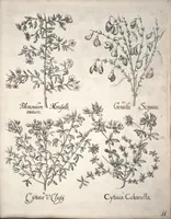An illustration from Hortus Eystettensis, sive, Diligens et accurata omnium plantarum, florum, stirpium ?ex variis orbis terrae partibus, singulari studio collectarum, quae in celeberrimis viridariis arcem episcopalem ibidem cingentibus, olim conspiciebantur delineatio et ad vivum repraesentatio et advivum repraesentatio opera. (1640)