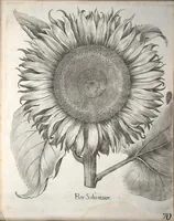 Picture 38 of 68 from Hortus Eystettensis, sive, Diligens et accurata omnium plantarum, florum, stirpium ?ex variis orbis terrae partibus, singulari studio collectarum, quae in celeberrimis viridariis arcem episcopalem ibidem cingentibus, olim conspiciebantur delineatio et ad vivum repraesentatio et advivum repraesentatio opera. (1640), leaf 222