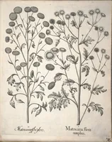 Picture 39 of 68 from Hortus Eystettensis, sive, Diligens et accurata omnium plantarum, florum, stirpium ?ex variis orbis terrae partibus, singulari studio collectarum, quae in celeberrimis viridariis arcem episcopalem ibidem cingentibus, olim conspiciebantur delineatio et ad vivum repraesentatio et advivum repraesentatio opera. (1640), leaf 228