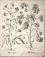 Picture 40 of 68 from Hortus Eystettensis, sive, Diligens et accurata omnium plantarum, florum, stirpium ?ex variis orbis terrae partibus, singulari studio collectarum, quae in celeberrimis viridariis arcem episcopalem ibidem cingentibus, olim conspiciebantur delineatio et ad vivum repraesentatio et advivum repraesentatio opera. (1640), leaf 236