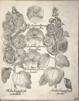 An illustration from Hortus Eystettensis, sive, Diligens et accurata omnium plantarum, florum, stirpium ?ex variis orbis terrae partibus, singulari studio collectarum, quae in celeberrimis viridariis arcem episcopalem ibidem cingentibus, olim conspiciebantur delineatio et ad vivum repraesentatio et advivum repraesentatio opera. (1640)
