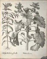 Picture 42 of 68 from Hortus Eystettensis, sive, Diligens et accurata omnium plantarum, florum, stirpium ?ex variis orbis terrae partibus, singulari studio collectarum, quae in celeberrimis viridariis arcem episcopalem ibidem cingentibus, olim conspiciebantur delineatio et ad vivum repraesentatio et advivum repraesentatio opera. (1640), leaf 245