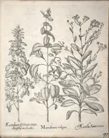 An illustration from Hortus Eystettensis, sive, Diligens et accurata omnium plantarum, florum, stirpium ?ex variis orbis terrae partibus, singulari studio collectarum, quae in celeberrimis viridariis arcem episcopalem ibidem cingentibus, olim conspiciebantur delineatio et ad vivum repraesentatio et advivum repraesentatio opera. (1640)