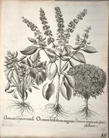 An illustration from Hortus Eystettensis, sive, Diligens et accurata omnium plantarum, florum, stirpium ?ex variis orbis terrae partibus, singulari studio collectarum, quae in celeberrimis viridariis arcem episcopalem ibidem cingentibus, olim conspiciebantur delineatio et ad vivum repraesentatio et advivum repraesentatio opera. (1640)