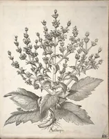 An illustration from Hortus Eystettensis, sive, Diligens et accurata omnium plantarum, florum, stirpium ?ex variis orbis terrae partibus, singulari studio collectarum, quae in celeberrimis viridariis arcem episcopalem ibidem cingentibus, olim conspiciebantur delineatio et ad vivum repraesentatio et advivum repraesentatio opera. (1640)