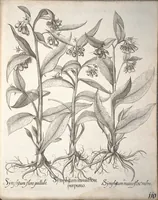 Picture 46 of 68 from Hortus Eystettensis, sive, Diligens et accurata omnium plantarum, florum, stirpium ?ex variis orbis terrae partibus, singulari studio collectarum, quae in celeberrimis viridariis arcem episcopalem ibidem cingentibus, olim conspiciebantur delineatio et ad vivum repraesentatio et advivum repraesentatio opera. (1640), leaf 262