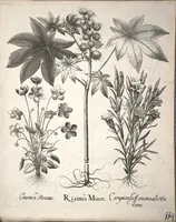 Picture 47 of 68 from Hortus Eystettensis, sive, Diligens et accurata omnium plantarum, florum, stirpium ?ex variis orbis terrae partibus, singulari studio collectarum, quae in celeberrimis viridariis arcem episcopalem ibidem cingentibus, olim conspiciebantur delineatio et ad vivum repraesentatio et advivum repraesentatio opera. (1640), leaf 266