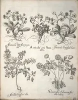 An illustration from Hortus Eystettensis, sive, Diligens et accurata omnium plantarum, florum, stirpium ?ex variis orbis terrae partibus, singulari studio collectarum, quae in celeberrimis viridariis arcem episcopalem ibidem cingentibus, olim conspiciebantur delineatio et ad vivum repraesentatio et advivum repraesentatio opera. (1640)