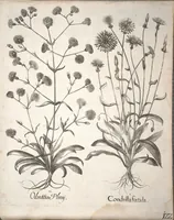 An illustration from Hortus Eystettensis, sive, Diligens et accurata omnium plantarum, florum, stirpium ?ex variis orbis terrae partibus, singulari studio collectarum, quae in celeberrimis viridariis arcem episcopalem ibidem cingentibus, olim conspiciebantur delineatio et ad vivum repraesentatio et advivum repraesentatio opera. (1640)