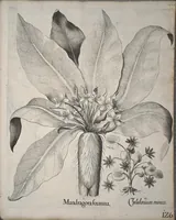 Picture 49 of 68 from Hortus Eystettensis, sive, Diligens et accurata omnium plantarum, florum, stirpium ?ex variis orbis terrae partibus, singulari studio collectarum, quae in celeberrimis viridariis arcem episcopalem ibidem cingentibus, olim conspiciebantur delineatio et ad vivum repraesentatio et advivum repraesentatio opera. (1640), leaf 278