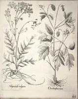 An illustration from Hortus Eystettensis, sive, Diligens et accurata omnium plantarum, florum, stirpium ?ex variis orbis terrae partibus, singulari studio collectarum, quae in celeberrimis viridariis arcem episcopalem ibidem cingentibus, olim conspiciebantur delineatio et ad vivum repraesentatio et advivum repraesentatio opera. (1640)