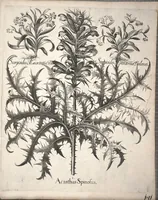 An illustration from Hortus Eystettensis, sive, Diligens et accurata omnium plantarum, florum, stirpium ?ex variis orbis terrae partibus, singulari studio collectarum, quae in celeberrimis viridariis arcem episcopalem ibidem cingentibus, olim conspiciebantur delineatio et ad vivum repraesentatio et advivum repraesentatio opera. (1640)