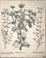 An illustration from Hortus Eystettensis, sive, Diligens et accurata omnium plantarum, florum, stirpium ?ex variis orbis terrae partibus, singulari studio collectarum, quae in celeberrimis viridariis arcem episcopalem ibidem cingentibus, olim conspiciebantur delineatio et ad vivum repraesentatio et advivum repraesentatio opera. (1640)
