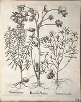 An illustration from Hortus Eystettensis, sive, Diligens et accurata omnium plantarum, florum, stirpium ?ex variis orbis terrae partibus, singulari studio collectarum, quae in celeberrimis viridariis arcem episcopalem ibidem cingentibus, olim conspiciebantur delineatio et ad vivum repraesentatio et advivum repraesentatio opera. (1640)