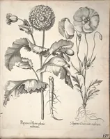 An illustration from Hortus Eystettensis, sive, Diligens et accurata omnium plantarum, florum, stirpium ?ex variis orbis terrae partibus, singulari studio collectarum, quae in celeberrimis viridariis arcem episcopalem ibidem cingentibus, olim conspiciebantur delineatio et ad vivum repraesentatio et advivum repraesentatio opera. (1640)