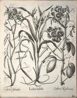 An illustration from Hortus Eystettensis, sive, Diligens et accurata omnium plantarum, florum, stirpium ?ex variis orbis terrae partibus, singulari studio collectarum, quae in celeberrimis viridariis arcem episcopalem ibidem cingentibus, olim conspiciebantur delineatio et ad vivum repraesentatio et advivum repraesentatio opera. (1640)