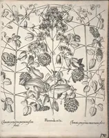 An illustration from Hortus Eystettensis, sive, Diligens et accurata omnium plantarum, florum, stirpium ?ex variis orbis terrae partibus, singulari studio collectarum, quae in celeberrimis viridariis arcem episcopalem ibidem cingentibus, olim conspiciebantur delineatio et ad vivum repraesentatio et advivum repraesentatio opera. (1640)