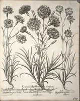 An illustration from Hortus Eystettensis, sive, Diligens et accurata omnium plantarum, florum, stirpium ?ex variis orbis terrae partibus, singulari studio collectarum, quae in celeberrimis viridariis arcem episcopalem ibidem cingentibus, olim conspiciebantur delineatio et ad vivum repraesentatio et advivum repraesentatio opera. (1640)