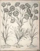 An illustration from Hortus Eystettensis, sive, Diligens et accurata omnium plantarum, florum, stirpium ?ex variis orbis terrae partibus, singulari studio collectarum, quae in celeberrimis viridariis arcem episcopalem ibidem cingentibus, olim conspiciebantur delineatio et ad vivum repraesentatio et advivum repraesentatio opera. (1640)