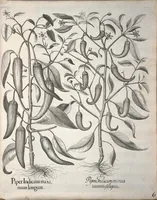 An illustration from Hortus Eystettensis, sive, Diligens et accurata omnium plantarum, florum, stirpium ?ex variis orbis terrae partibus, singulari studio collectarum, quae in celeberrimis viridariis arcem episcopalem ibidem cingentibus, olim conspiciebantur delineatio et ad vivum repraesentatio et advivum repraesentatio opera. (1640)